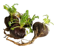 Black Maca — 6g